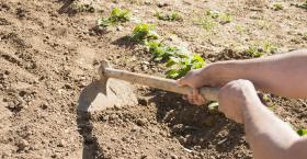 Are Good Leaders (mostly) Born or (mostly) Developed?