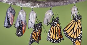 Transform Your Leaders