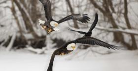 Keep an Eye on Your Talent: Managing Working Styles to Grow Success 